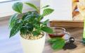 чай сочи, камелия китайская, выращивание чая, ландшафтный дизайн